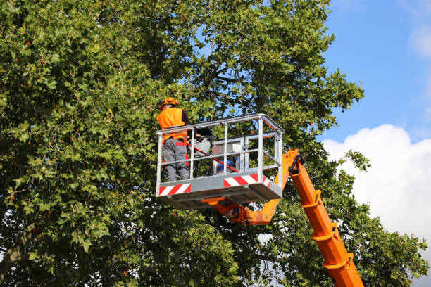 Trusted California Polytechnic State University, CA Tree Service Experts